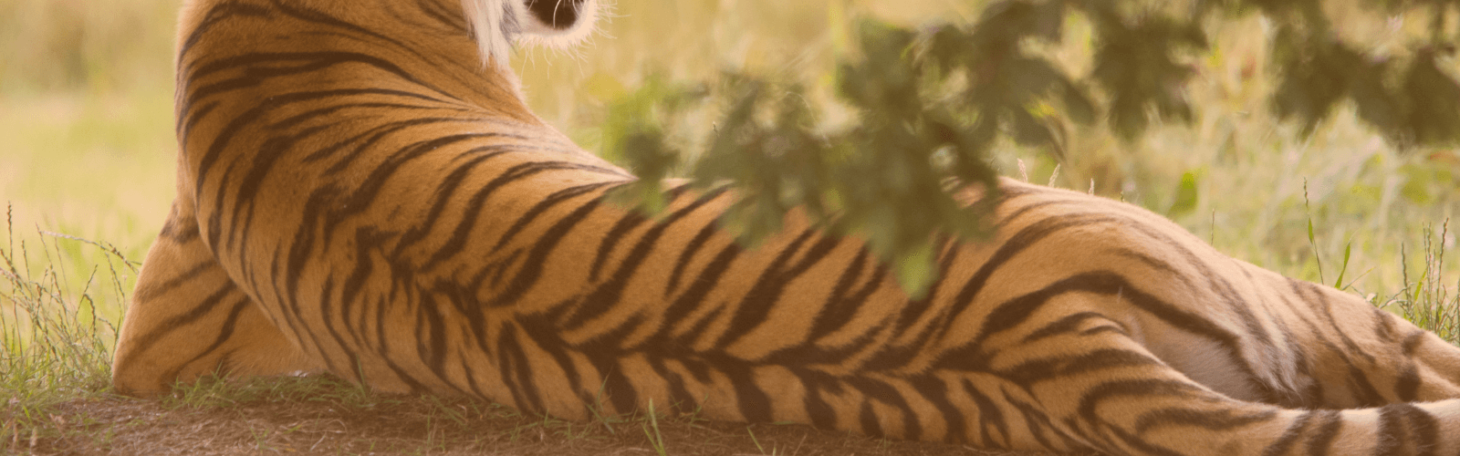 Our Stripes - Intigress Performance Marketing